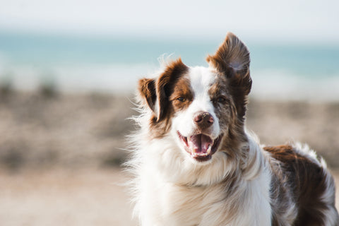 Unleash Your Dog's Inner Genius: How Arterra Pet Science Boosts Canine Cognition and Mood